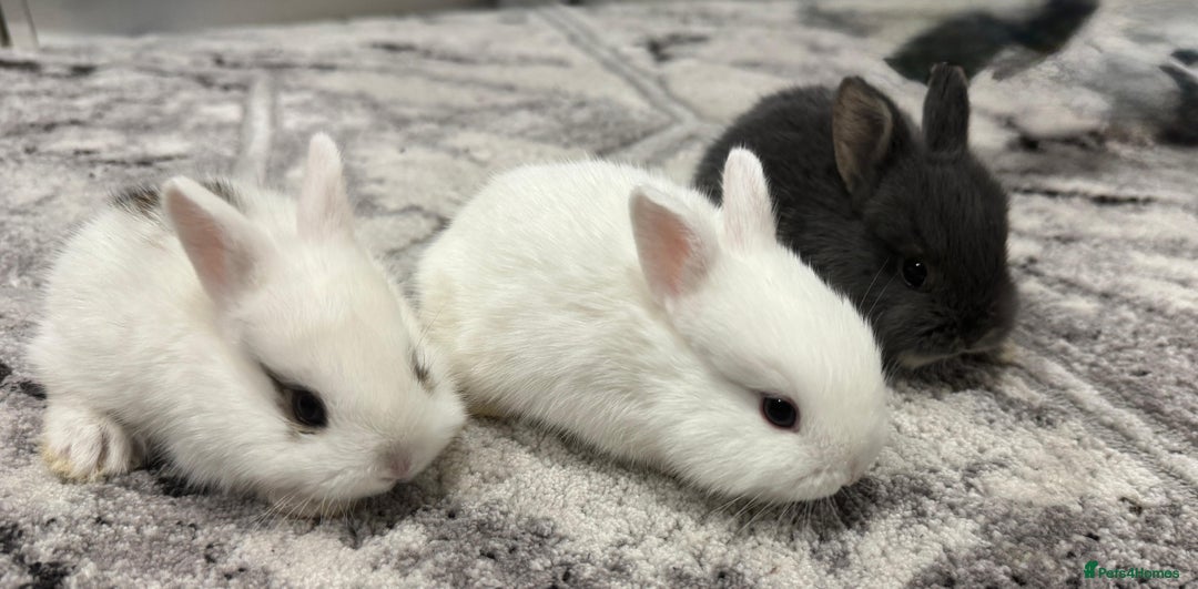 Netherland Dwarf rabbits for sale: Beautiful tamed Bunnies for sale  - Advert 5