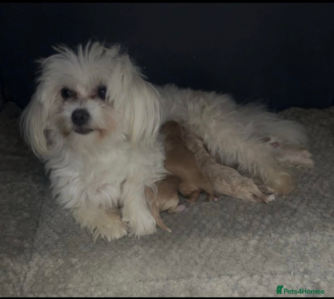 Maltipoo dogs for sale: F1 TINY TOY MALTIPOOS🩷health tested clear parents - Image 7