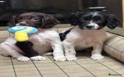 English Springer Spaniel dogs for sale: KC Springer Spaniel  - Advert 2