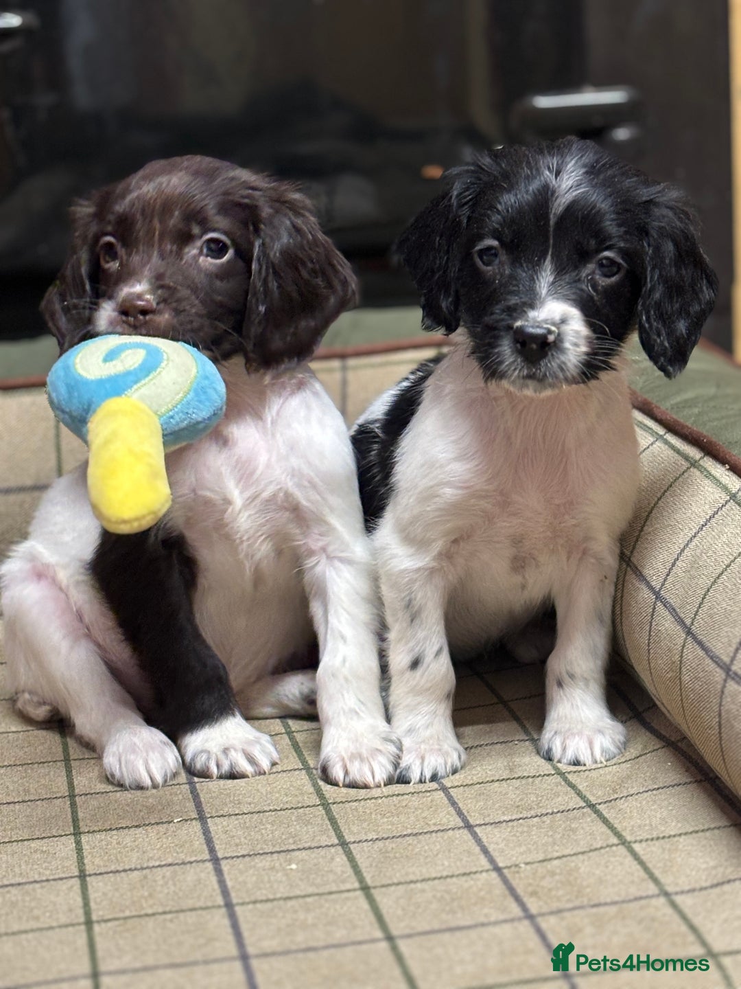 English Springer Spaniel dogs for sale: KC Springer Spaniel  - Advert 2