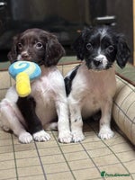 English Springer Spaniel dogs KC Springer Spaniel - Advert 7