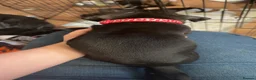 Mixed Breed dogs for sale: Presa Canario × Staffordshire Bull Terrier Puppies in Wrexham - Advert 32