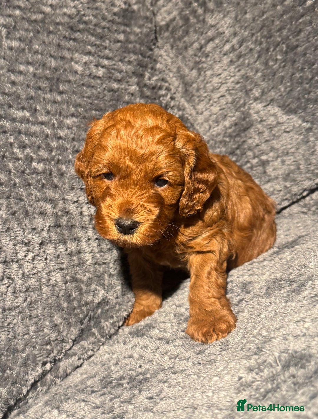 Cockapoo dogs for sale: Outstanding F1b Cockapoos, health tested clear - Advert 5