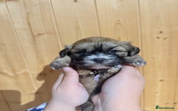 Shih Tzu dogs for sale: Shih tzu puppies  - Image 9