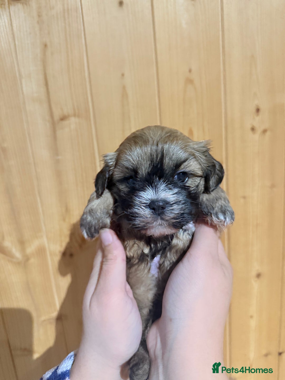 Shih Tzu dogs for sale: Shih tzu puppies  - Image 9