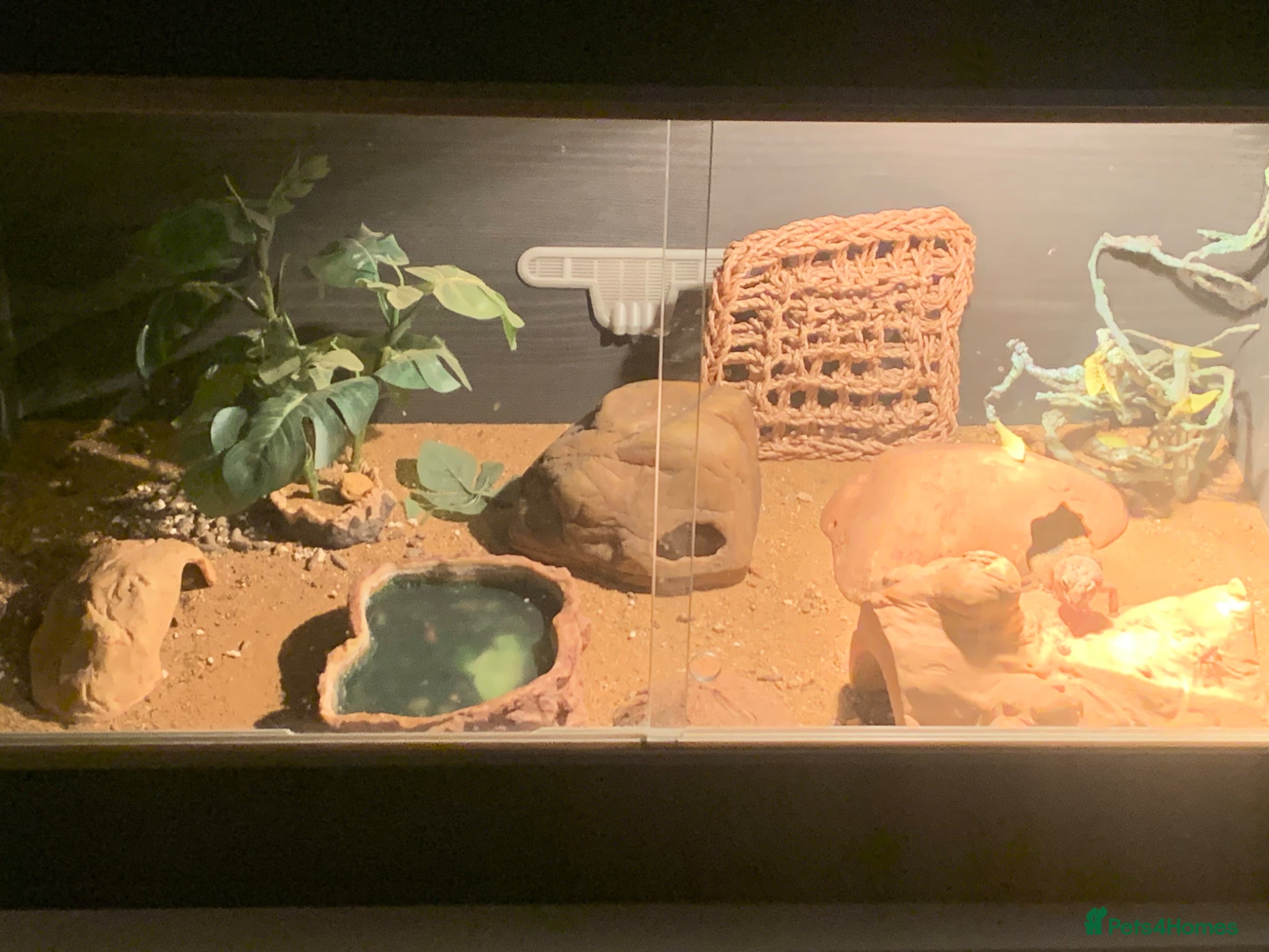 Leopard Gecko reptiles Leopard gecko and set up  - Advert 2