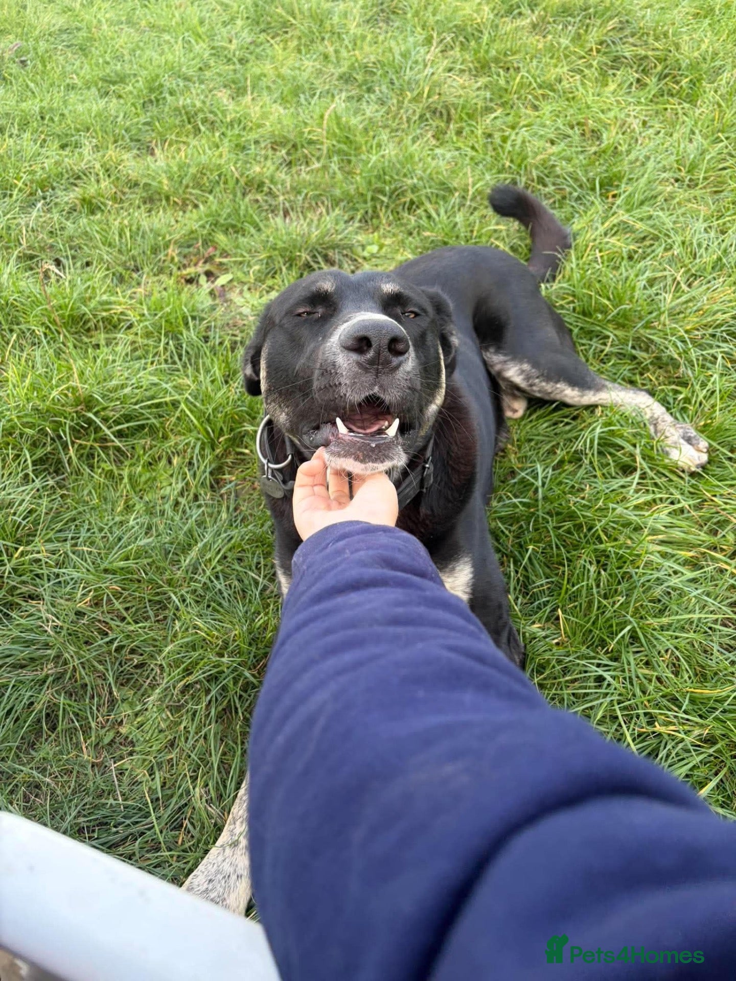 Mixed Breed dogs for adoption: Buster – Big Heart, Loyal and Ready to Bond - Advert 16