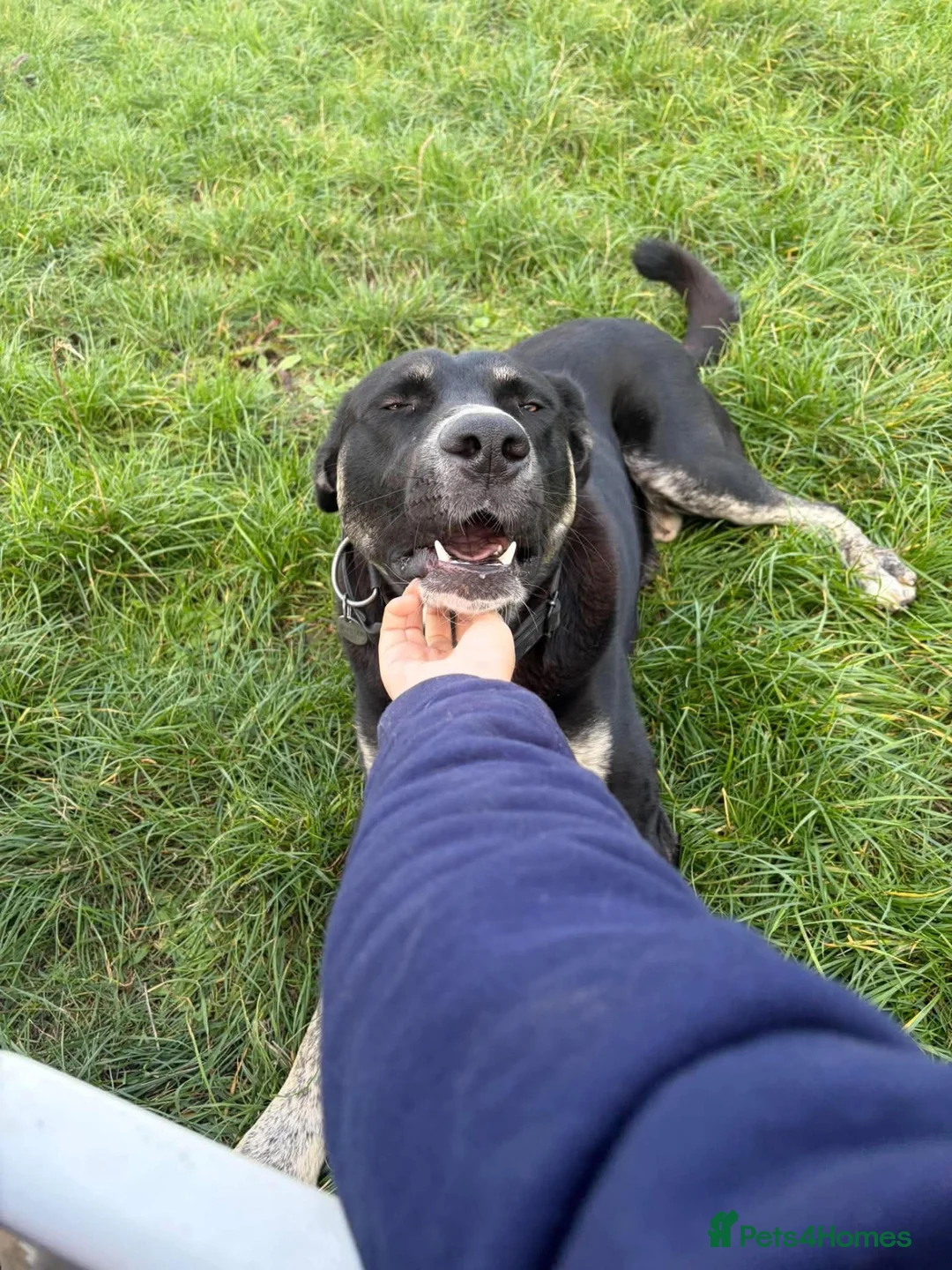 Mixed Breed dogs for adoption: Buster – Big Heart, Loyal and Ready to Bond - Advert 1