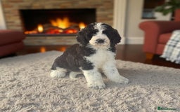 Saint Bernard dogs for sale: F1 last 1 girl left st doodles puppies for sale - Image 36