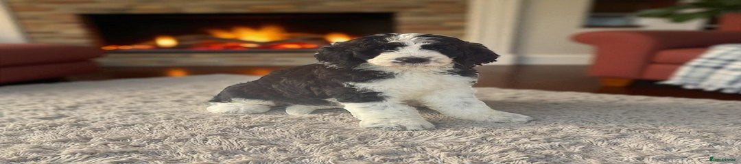 Saint Bernard Puppy 5