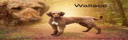 Standard Poodle dogs for stud: Wallace kc reg standard red poodle  in Market Drayton - Advert 9