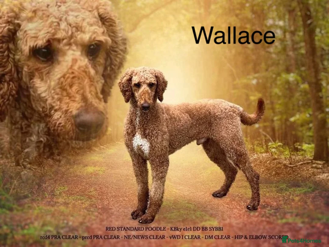 Standard Poodle dogs for stud: Wallace kc reg standard red poodle  in Market Drayton - Advert 9