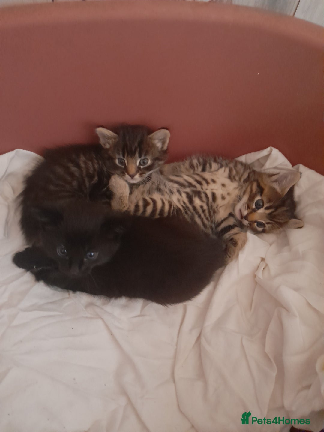 Mixed Breed cats for sale: 2 female & 1 male  - Image 14