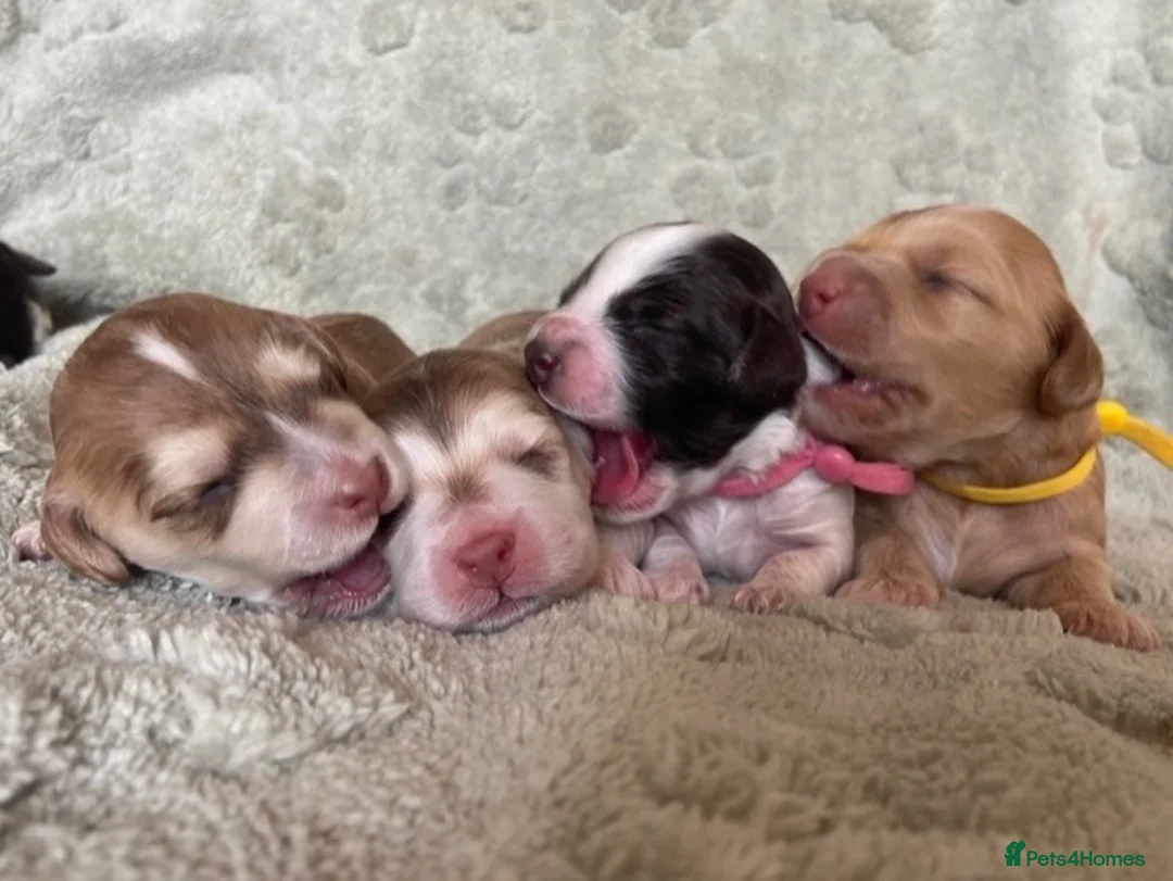 Cockapoo dogs for sale: 7 GORGEOUS COCKAPOO PUPPIES - Advert 1