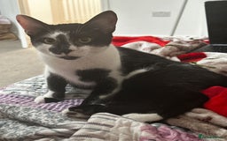 Domestic Shorthair cats for sale: Four male cats for sale - Image 2