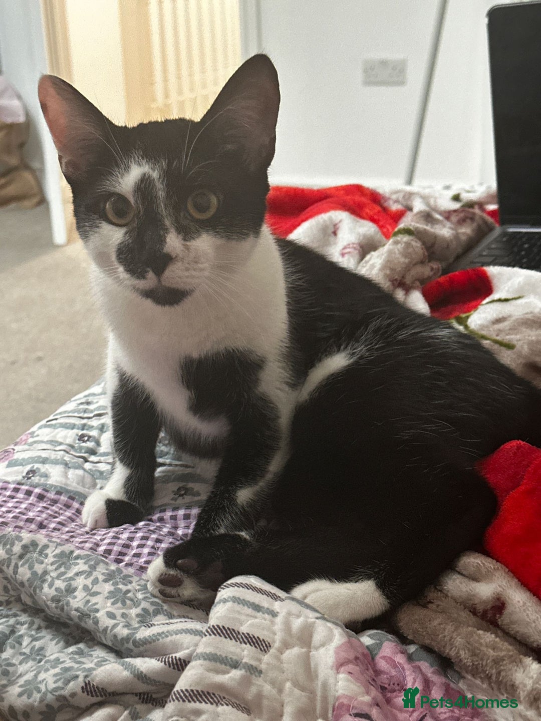 Domestic Shorthair cats for sale: Four male cats for sale - Image 2