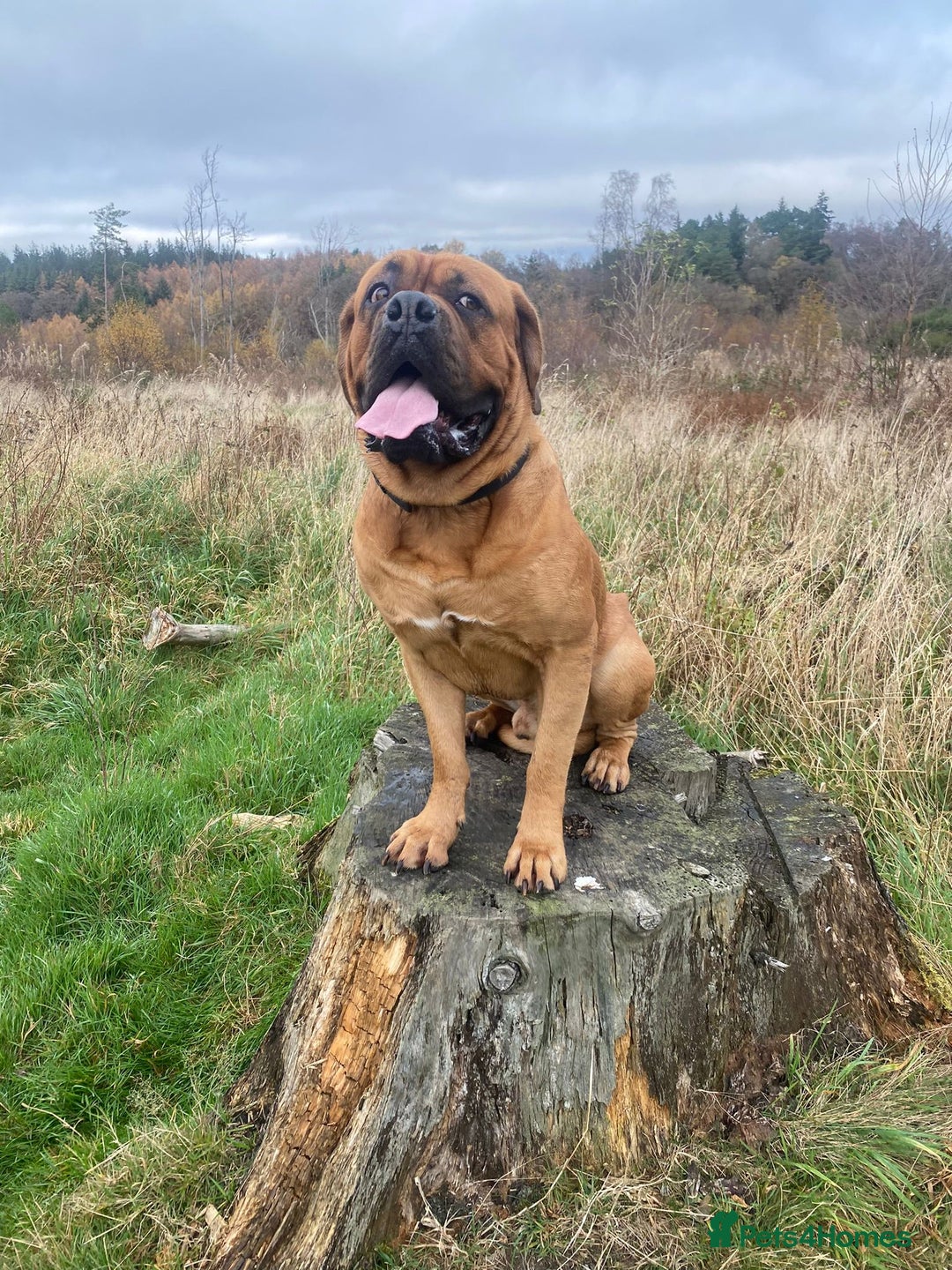Dogue De Bordeaux dogs for stud: DOGUE DE BORDEUX STUD  in Glasgow - Image 11