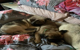 Pug dogs for sale: Pug puppies *2 BOYS LEFT!!* - Image 4