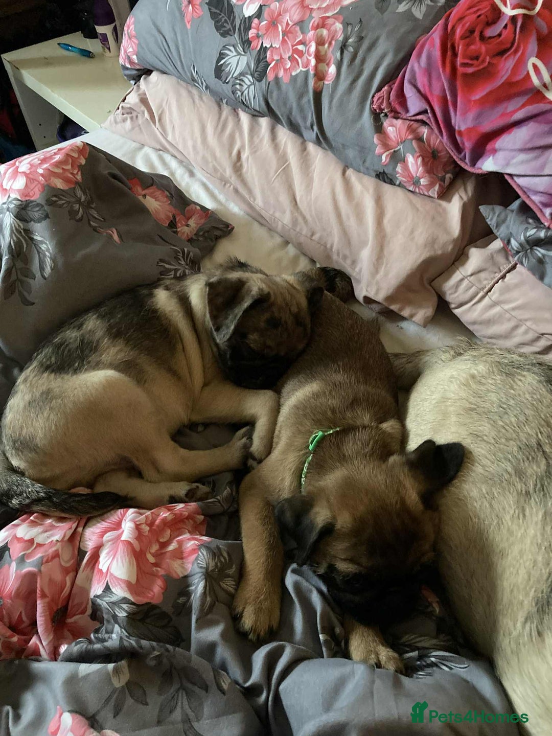 Pug dogs for sale: Pug puppies *2 BOYS LEFT!!* - Image 4