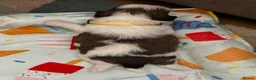 Shih Tzu dogs for sale: Beautiful shih tzu puppies 🥹🐾 - Advert 20