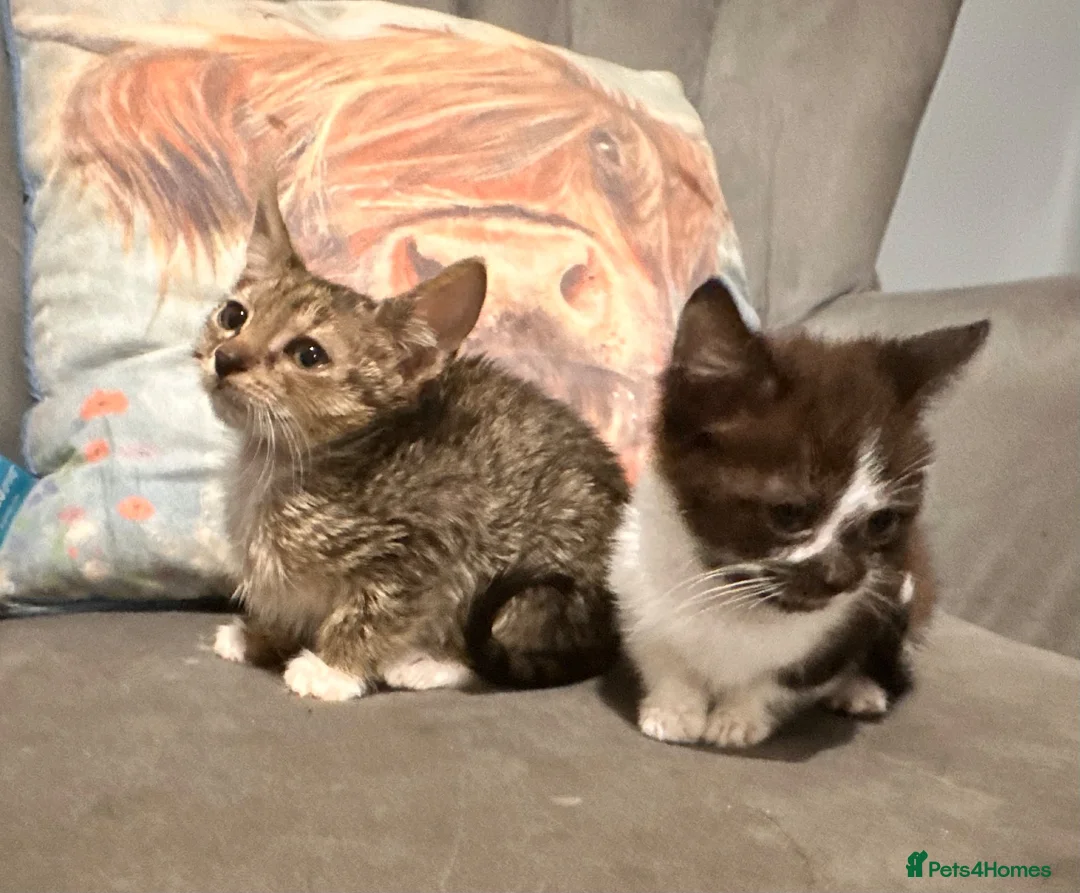 Mixed Breed cats for sale: Kittens ready now  - Advert 10