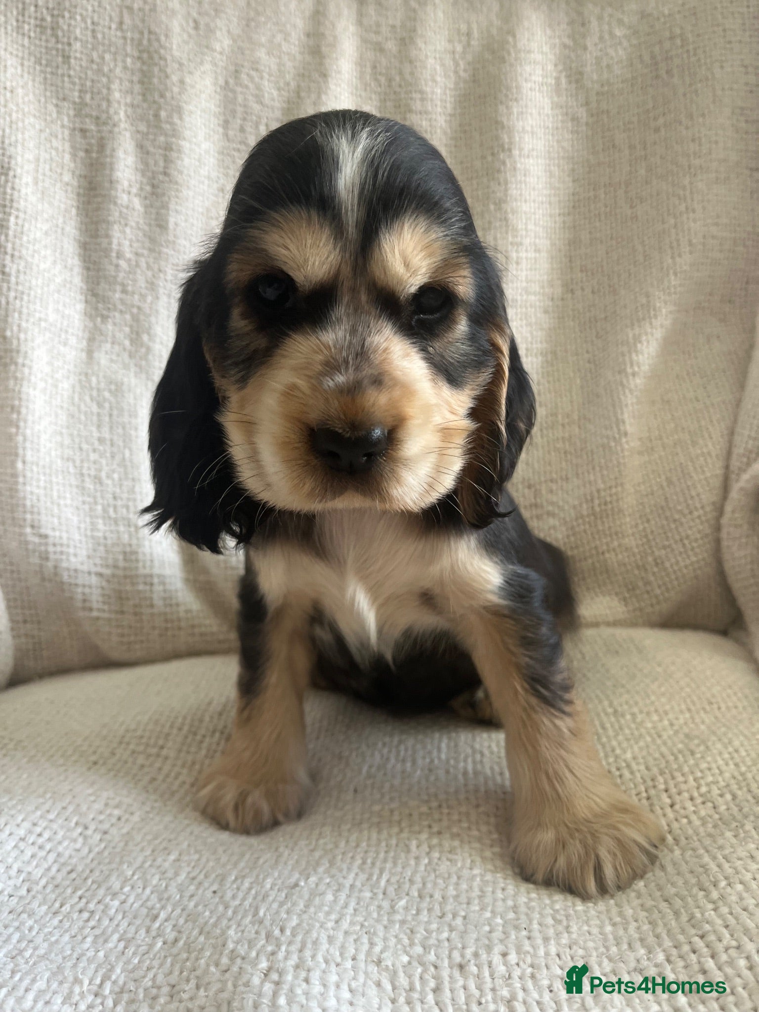 Cocker Spaniel dogs Kc show type cocker spaniel puppies - Advert 17