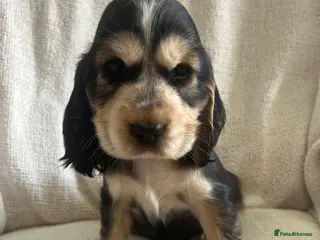 Cocker Spaniel dogs Kc show type cocker spaniel puppies - Advert 17