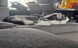 Siberian Husky dogs for sale: Husky for rehoming  - Image 5