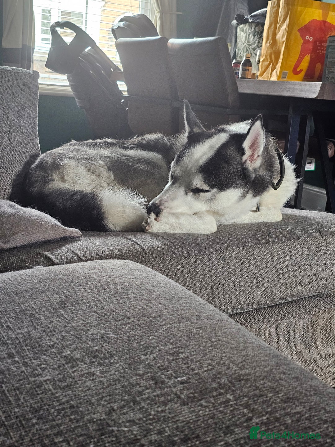 Siberian Husky dogs for sale: Husky for rehoming  - Image 5
