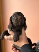 Cocker Spaniel dogs Cocker spaniel puppies - Advert 4