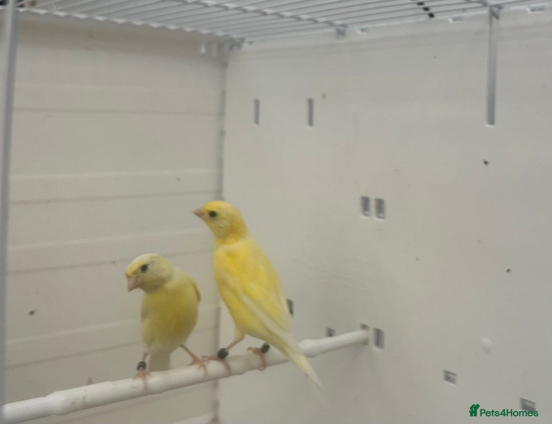 Canaries birds for sale: Rylander canary’s  - Image 6