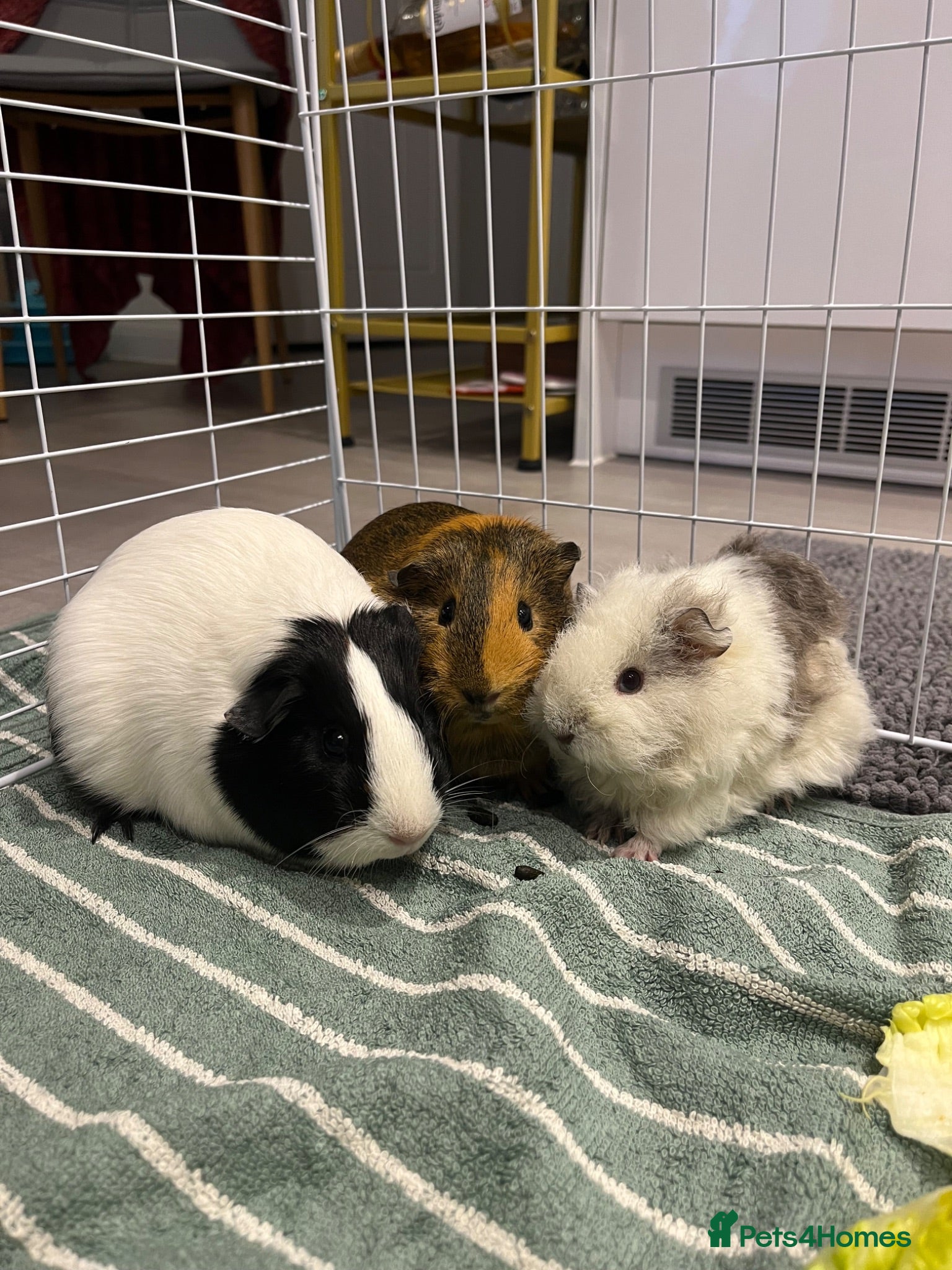 Guinea Pig rodents 3 female guinea pigs looking for a good home - Advert 1