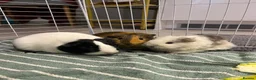 Guinea Pig rodents for sale: 3 female guinea pigs looking for a good home - Advert 1