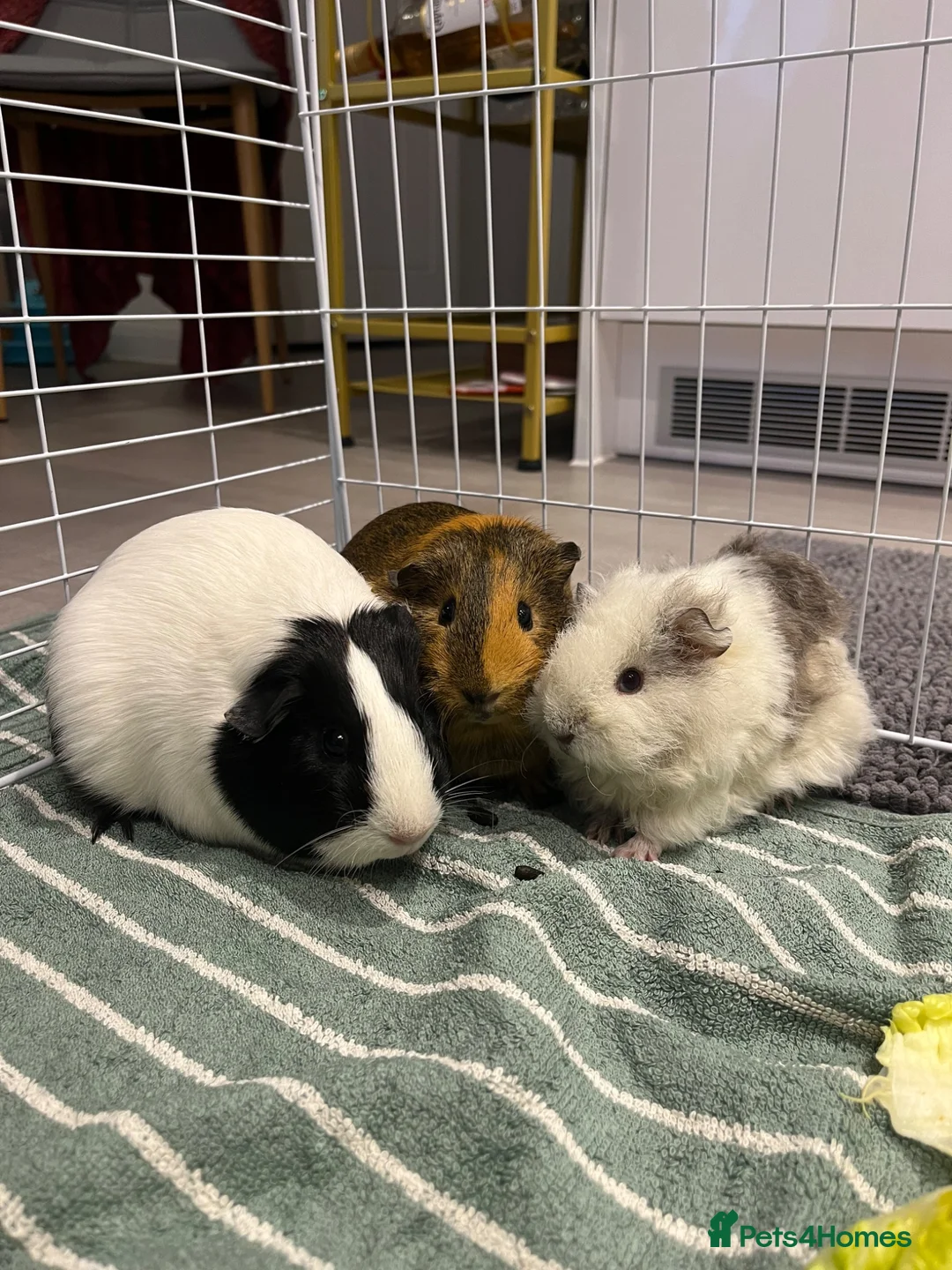 Guinea Pig rodents for sale: 3 female guinea pigs looking for a good home - Advert 1