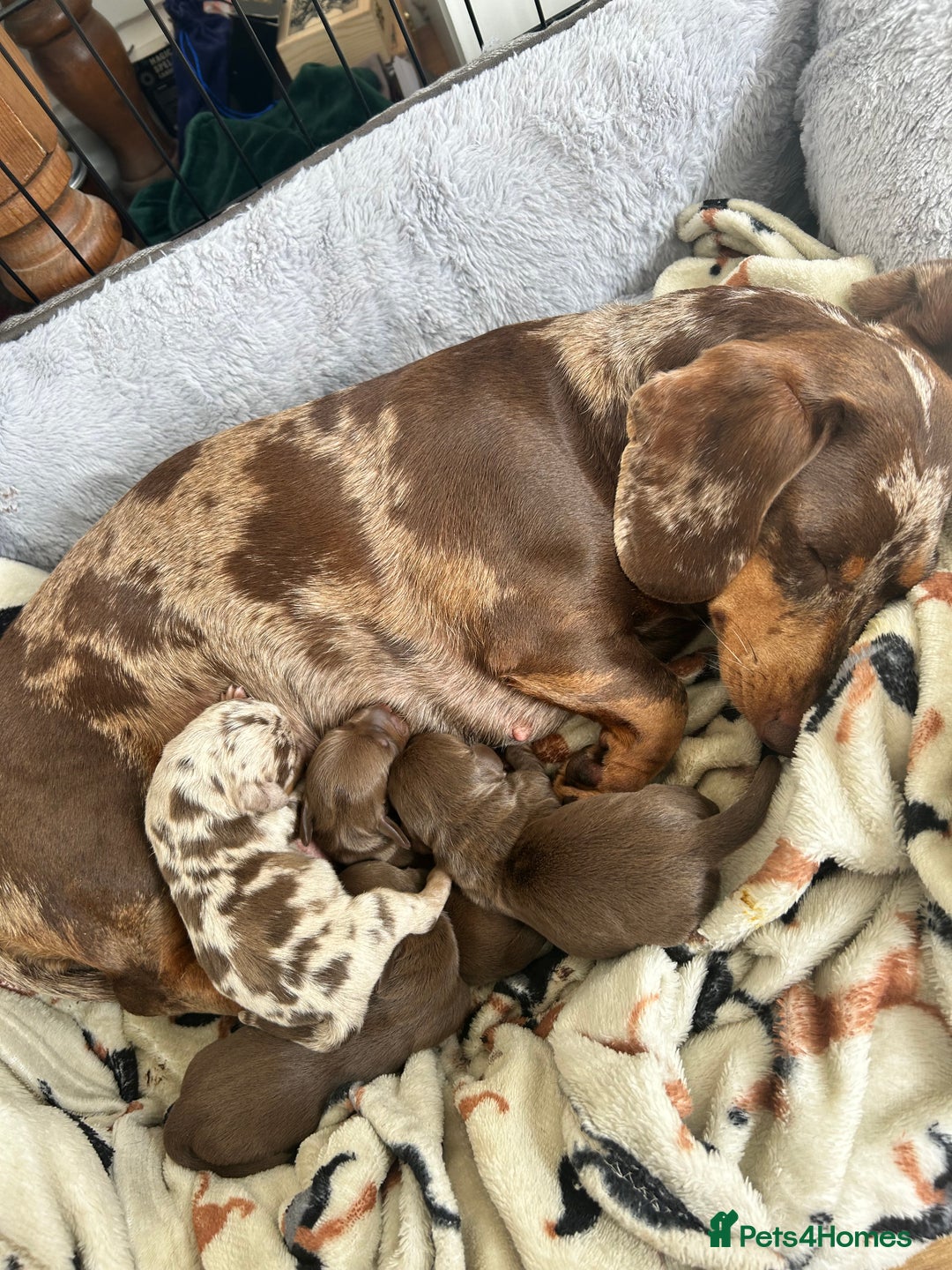 Dachshund dogs for sale: BEAUTIFUL Miniature Dachshund's  - Image 2