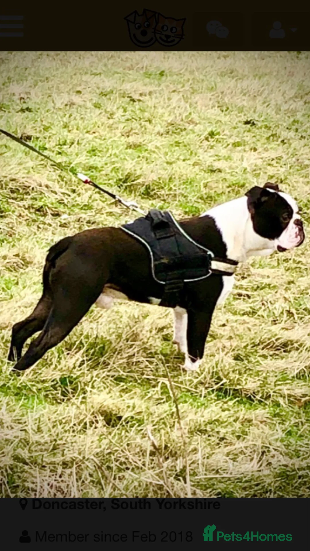 Boston Terrier dogs for stud: Outstanding champion lines in Doncaster - Advert 10