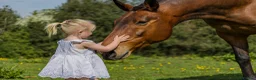 Irish Sports horses for sale: Skye ISH X 15.2hh 17/18 y/o in Coventry - Advert 5