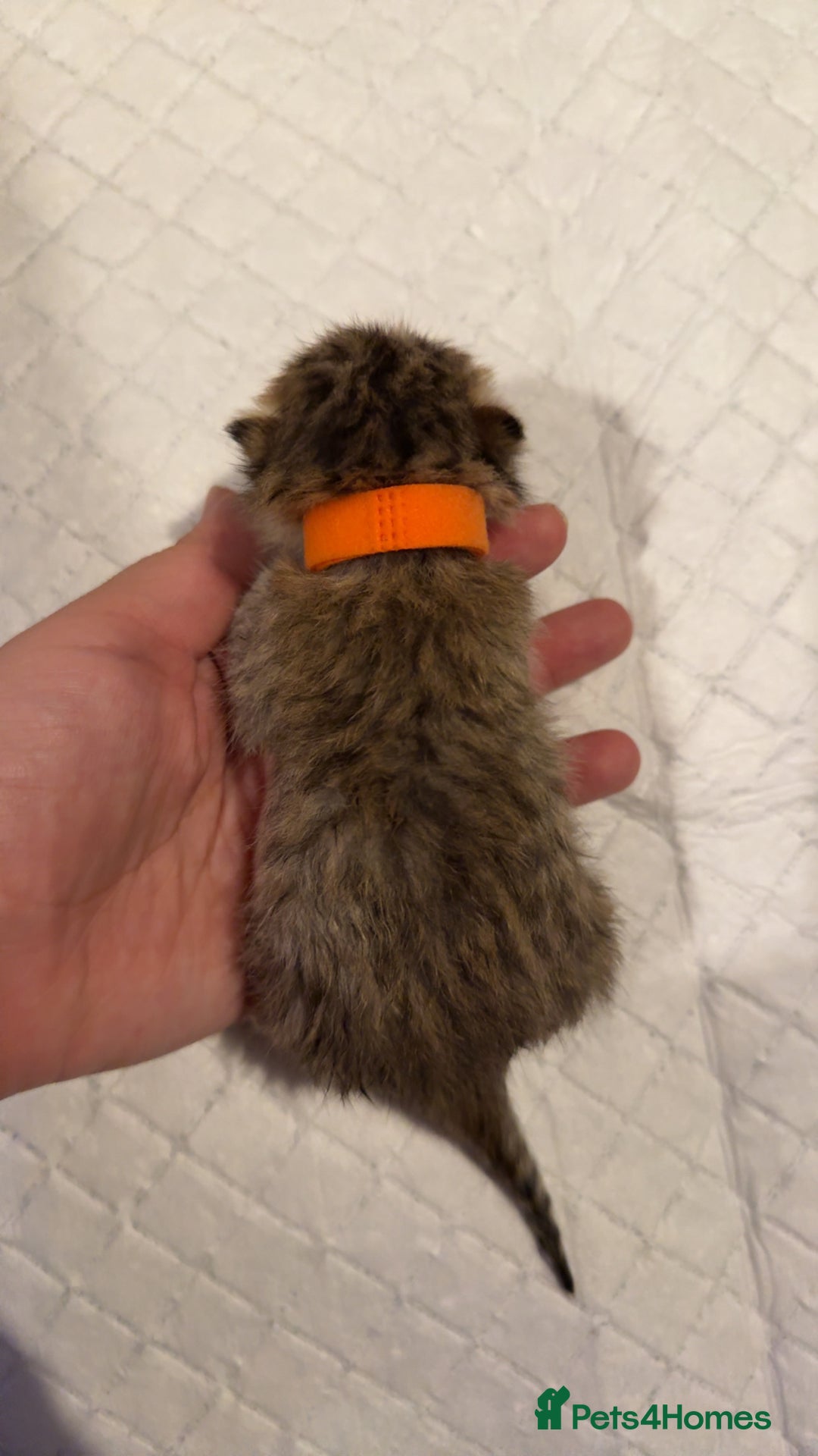 Bengal cats for sale: 10 Beautiful Bengal Kittens - Image 19