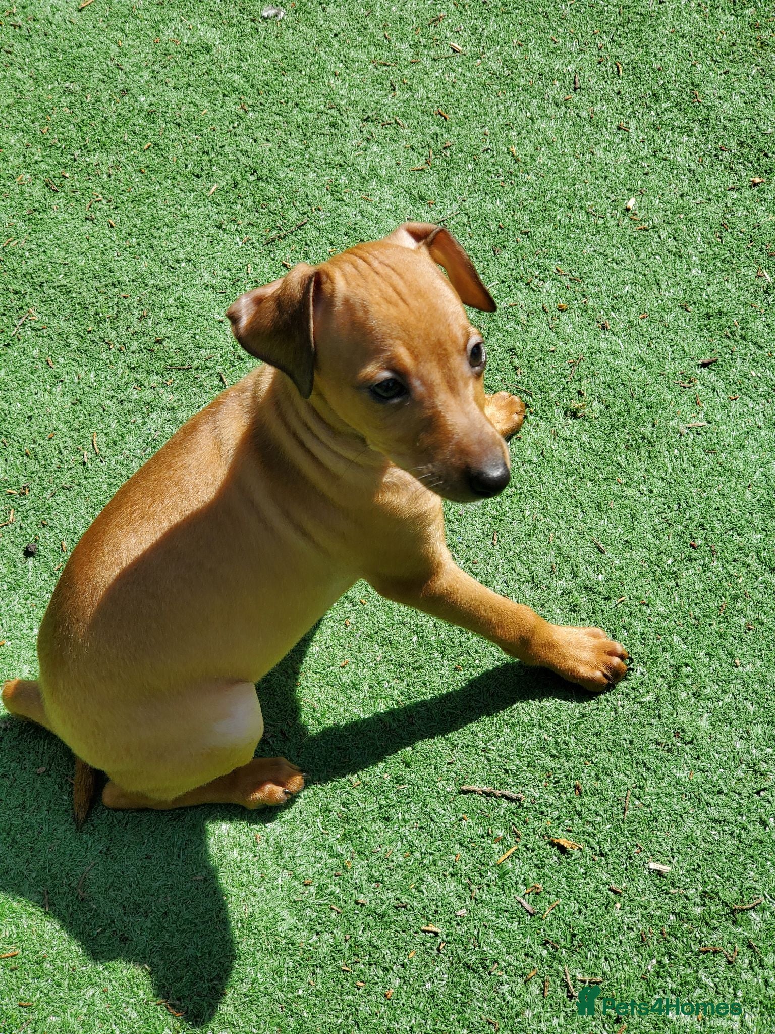 Italian Greyhound dogs Stunning kc Italian greyhounds  - Advert 1