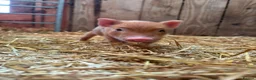 Pig livestock for sale: 4 Male Miniature Micro Pigs  - Advert 5