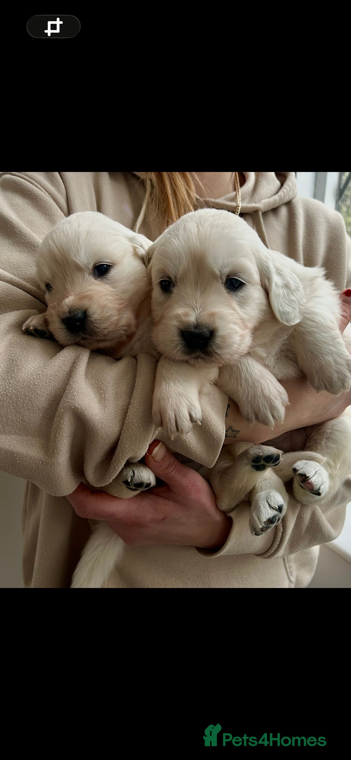 Golden Retriever dogs Adorable Golden retriever puppies  - Advert 6