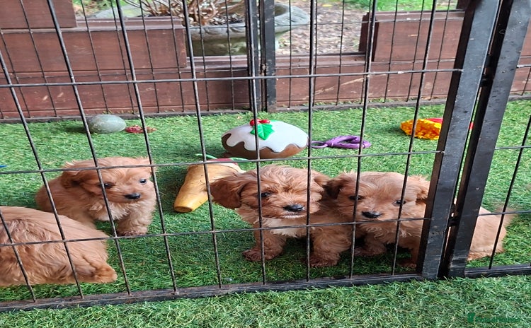 Cavapoo dogs Adorable F1 Cavapoo puppies  - Advert 14