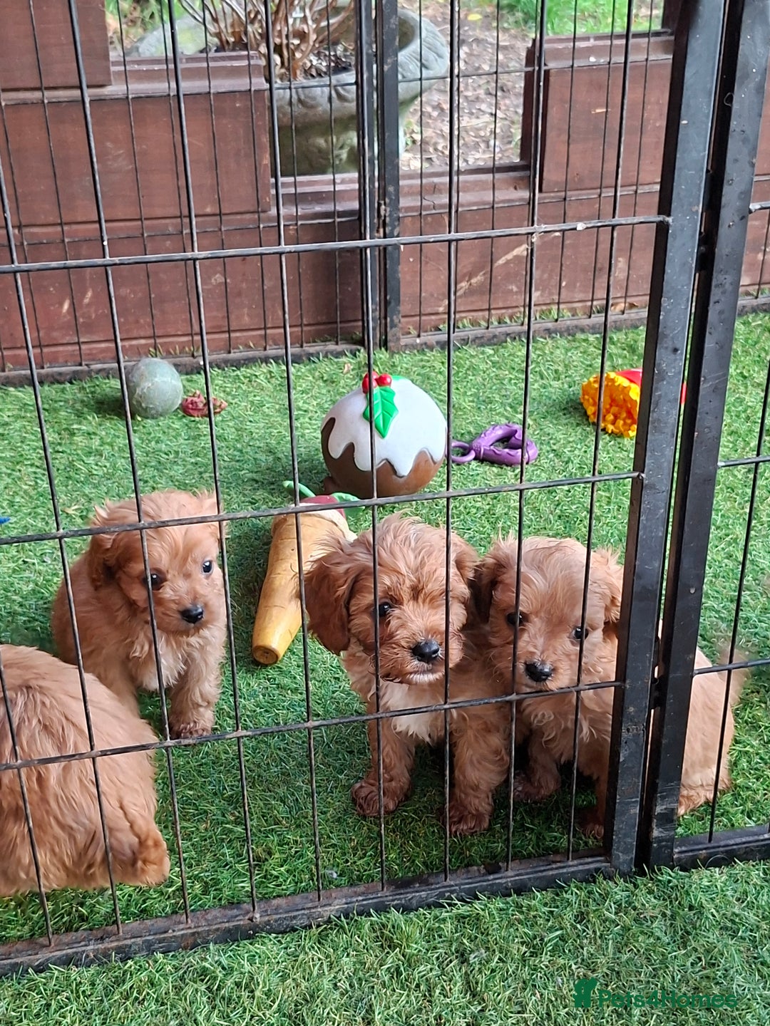 Cavapoo dogs for sale: Adorable F1 Cavapoo puppies  - Advert 2