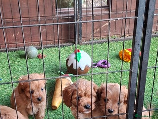 Cavapoo dogs Adorable F1 Cavapoo puppies - Advert 10