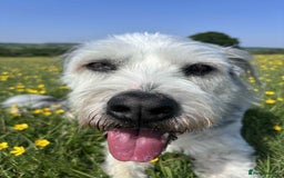 Mixed Breed dogs for adoption: Brian is looking for a home -Mioritic Shepherd  - Image 11