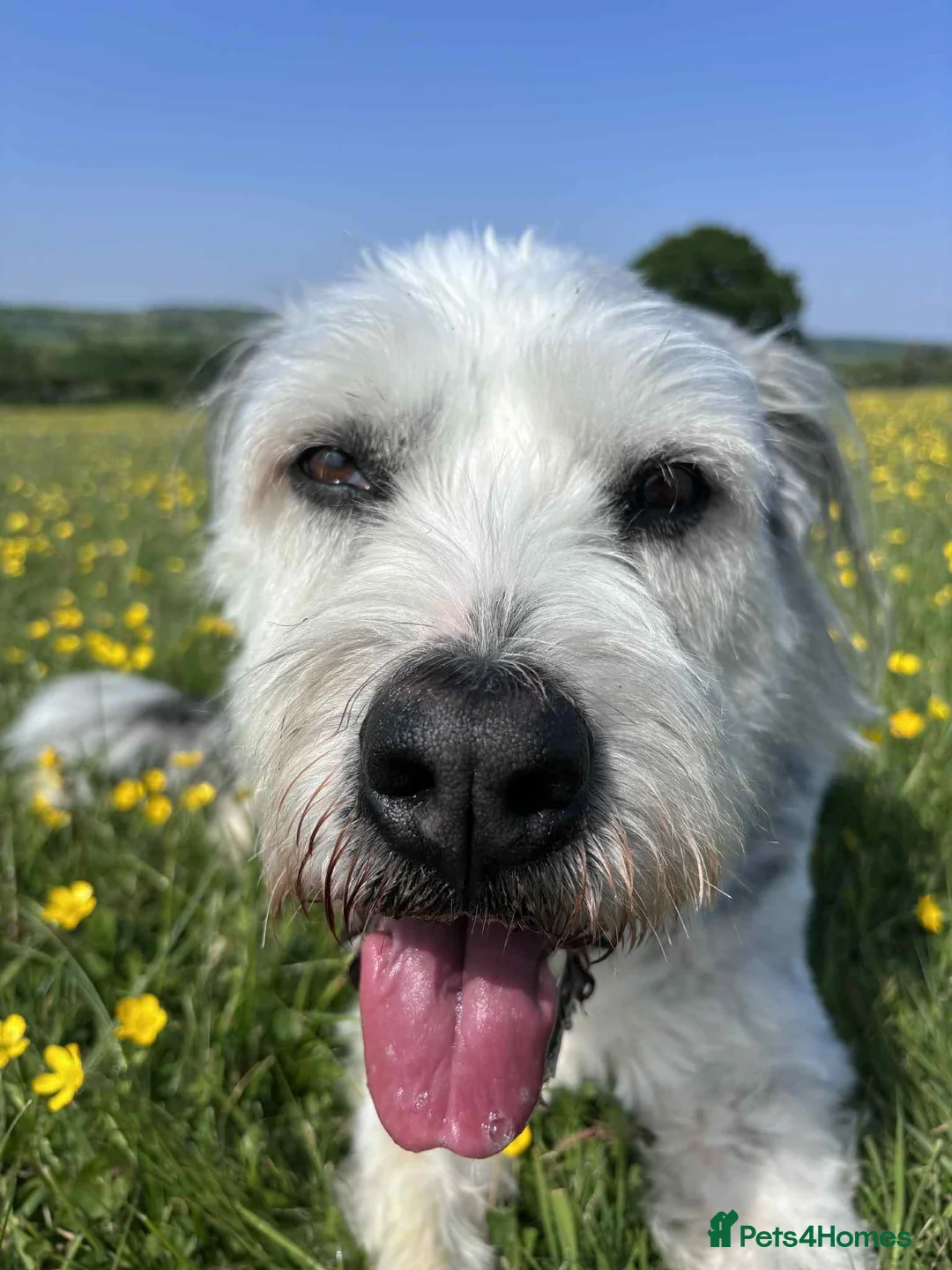 Mixed Breed dogs for adoption: Brian is looking for a home -Mioritic Shepherd  - Advert 12