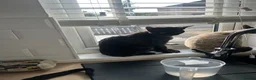 Devon Rex cats for sale: Devon Rex black smoke male 5 years  - Advert 3
