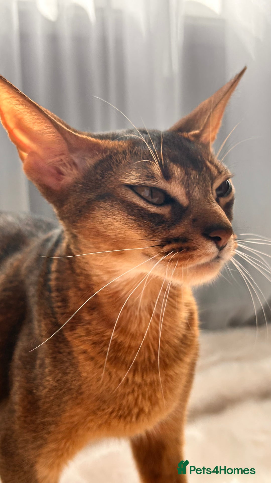 Abyssinian cats for sale: TICA champion line Abyssinian kittens  - Image 4