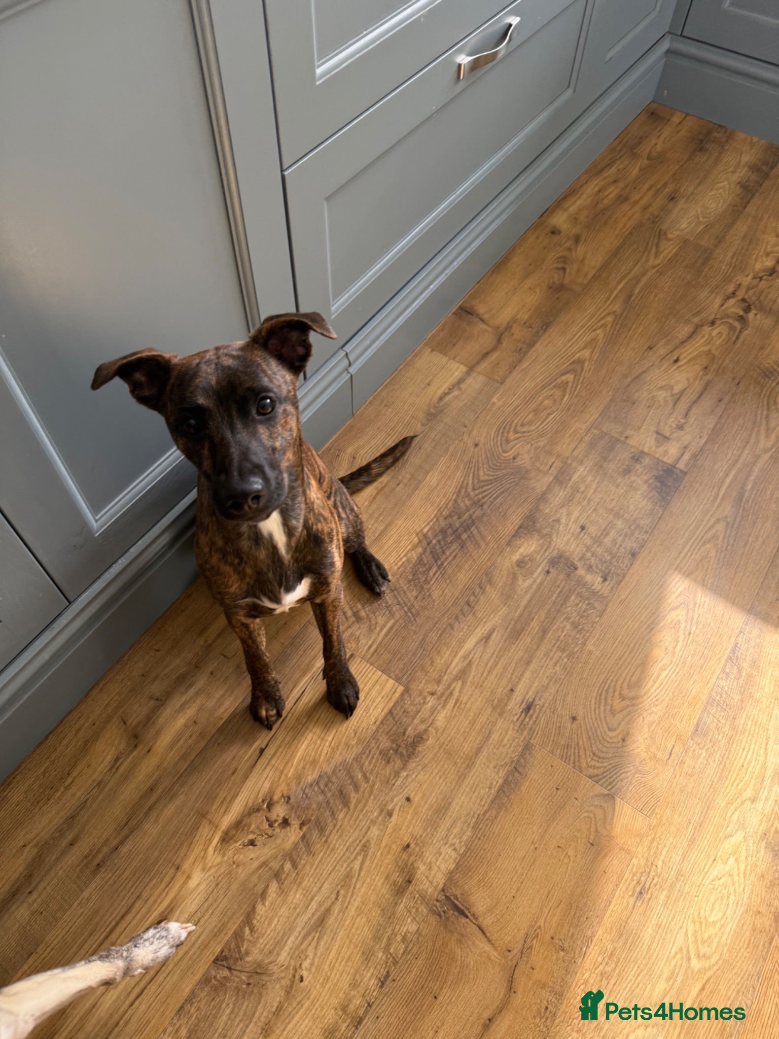 Mixed Breed dogs patterdale x whippet  - Advert 2