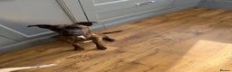 Mixed Breed dogs for sale: patterdale x whippet  - Advert 2